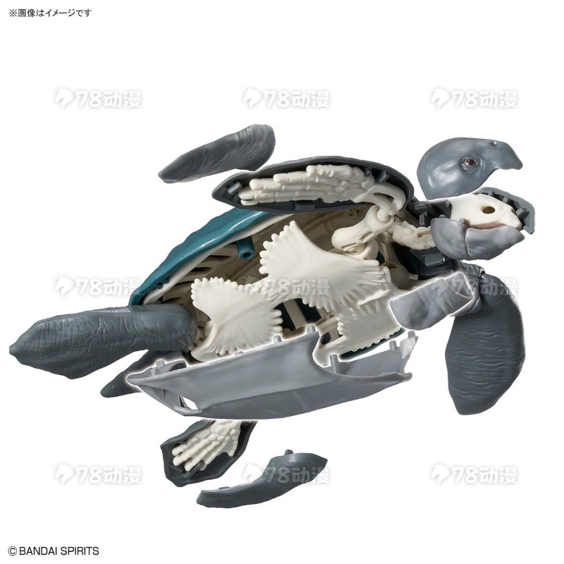 バンダイ正規品 プラノサウルス・ヒドロダマリス・ギガス／アー - Model Kit Dinosaur Bandai のレビューと価格